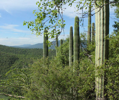 Parque Estatal El Texcal